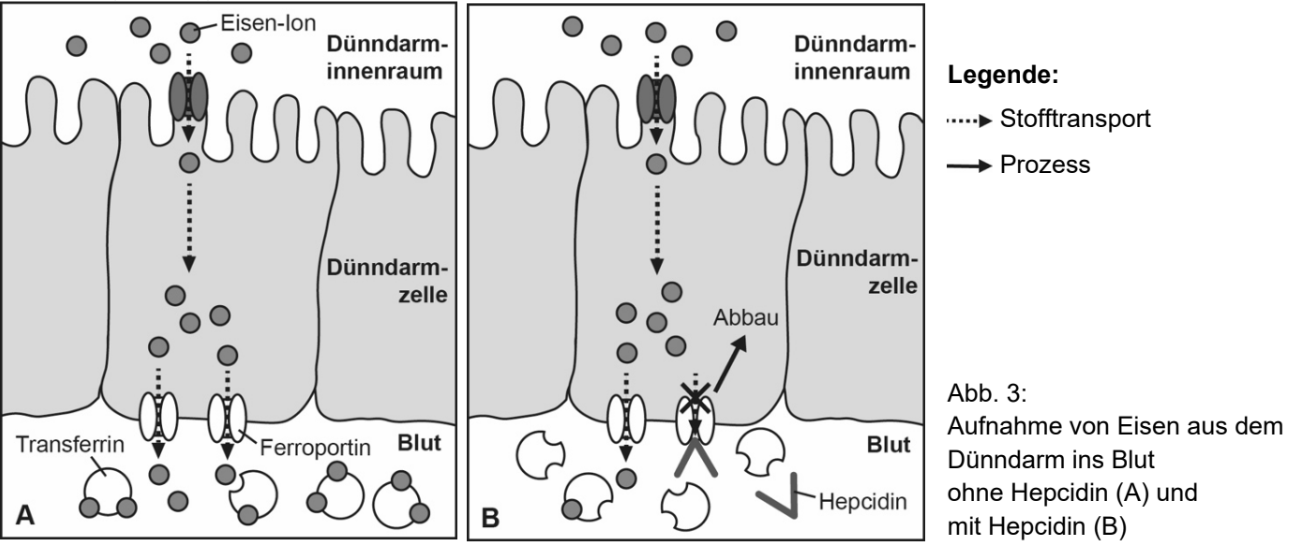 Eisenaufnahme im Dünndarm mit und ohne Hepcidin dargestellt.